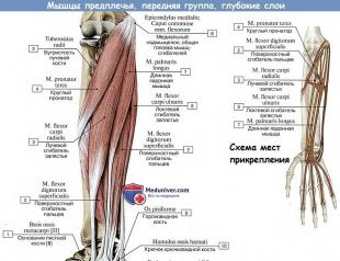 Мышцы предплечья Задняя группа мышц, поверхностный слой